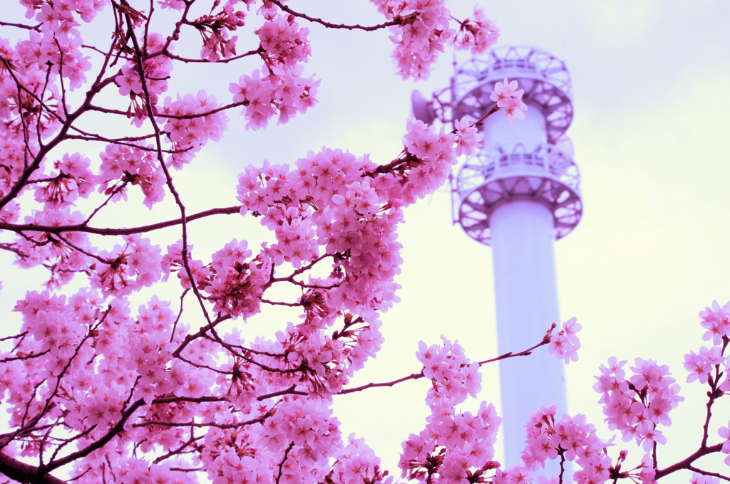桜の記憶