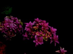 IMG_2443