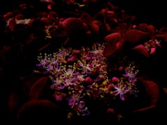 IMG_2253