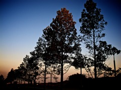 IMG_6221