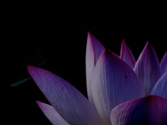 IMG_0034