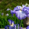 IMG_0618