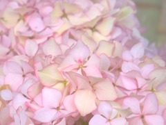 IMG_2305