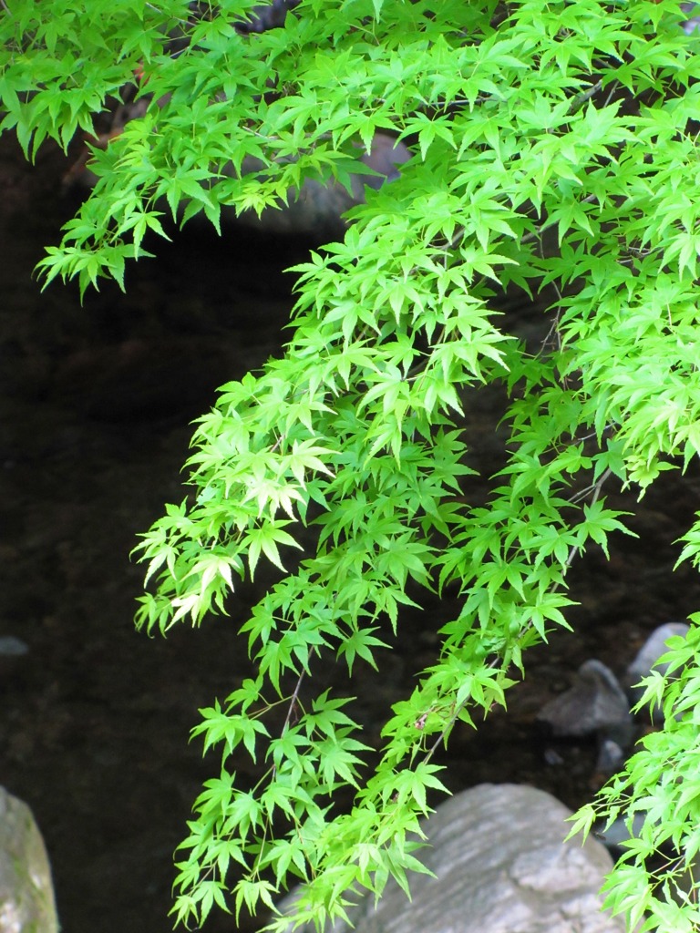 ５月