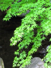 ５月