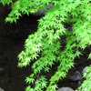 ５月