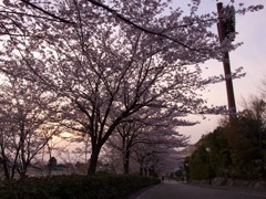 夕焼け桜９