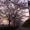 夕焼け桜９