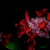 IMG_2250