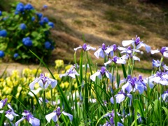 IMG_0659