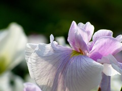 IMG_0613