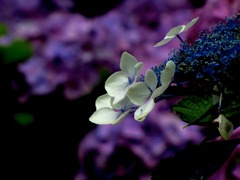 IMG_0869
