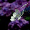 IMG_0869