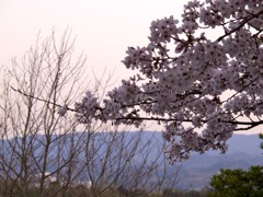 夕焼け桜６