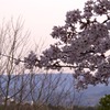 夕焼け桜６