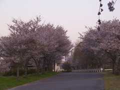 朝桜３