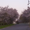 朝桜３
