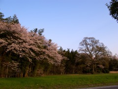 夕焼け桜３