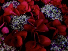 IMG_2395