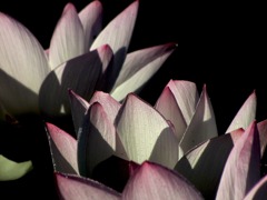 IMG_0062