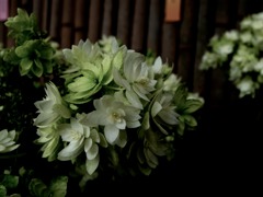 IMG_2380