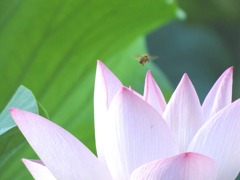 IMG_0033