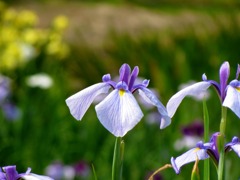 IMG_0629