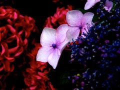IMG_2095