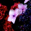 IMG_2095