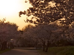 夕焼け桜１