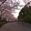 夕焼け桜５