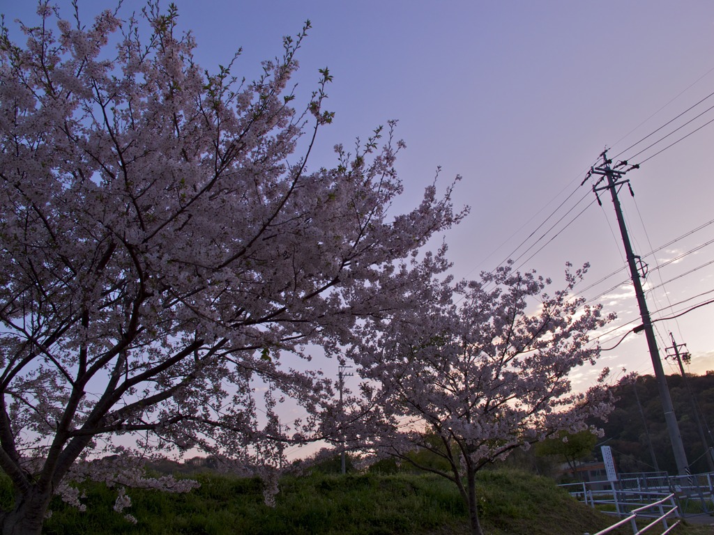 朝桜２