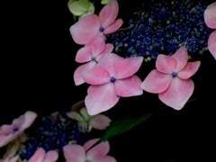 IMG_0820