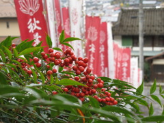 郡上と言えば南天