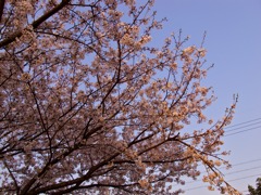 夕焼け桜２