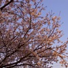 夕焼け桜２