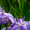 IMG_0687