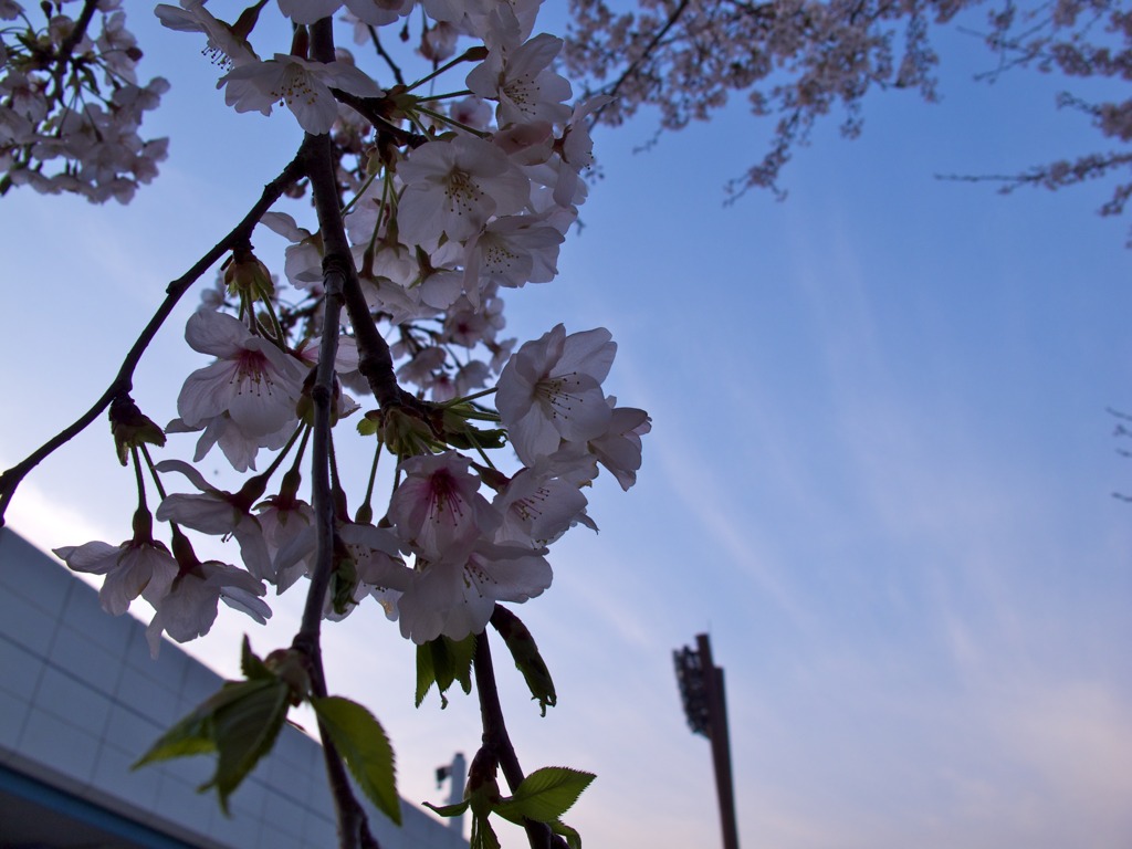 夕焼け桜４