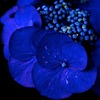 IMG_2300