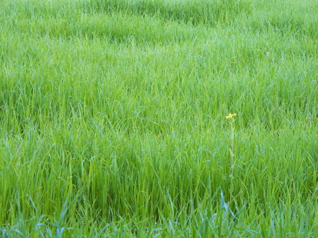 朝露のきらめき