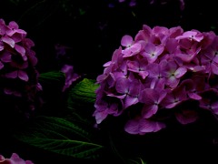 IMG_2077