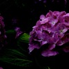 IMG_2077