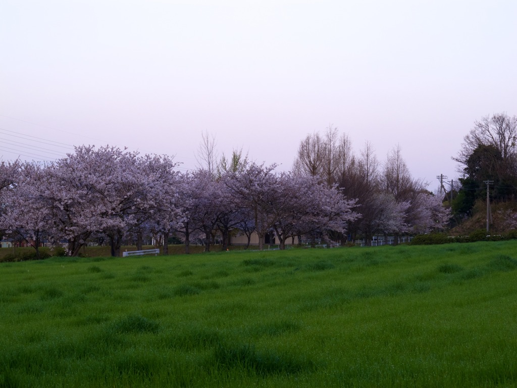 朝桜