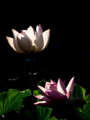IMG_2529