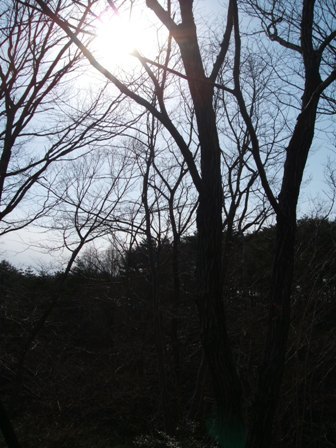 木
