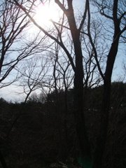 木