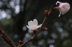 P1010232b