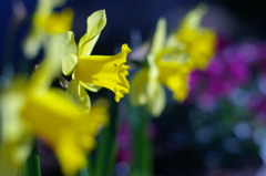 季節の花 　　PENTAX-A 50mm f/1.4