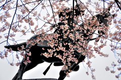 桜・独眼龍