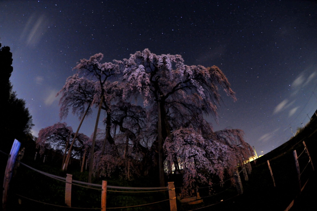 滝桜